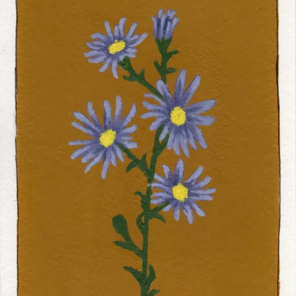 An art print of an Aster flower