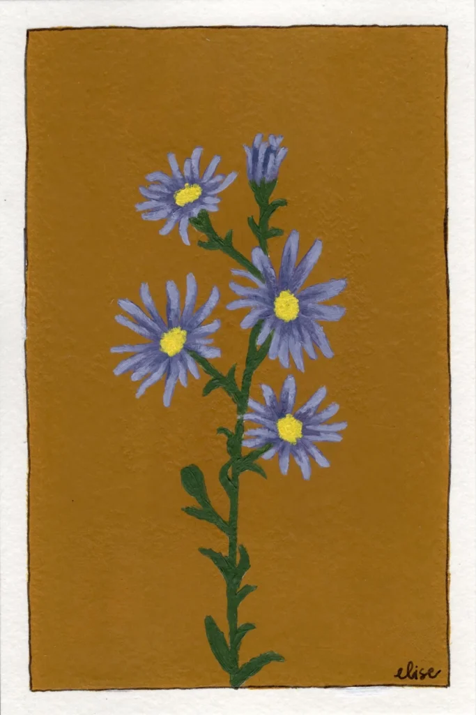 An original botanical art print of an Aster flower