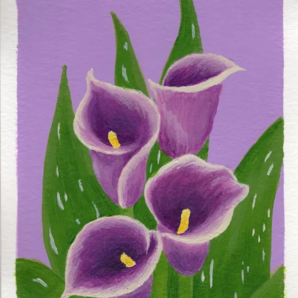 An art print of a Calla Lily