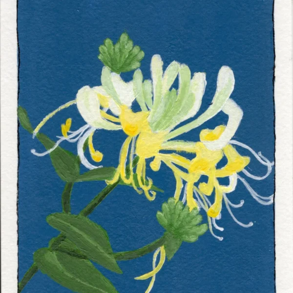 An art print of a Honeysuckle