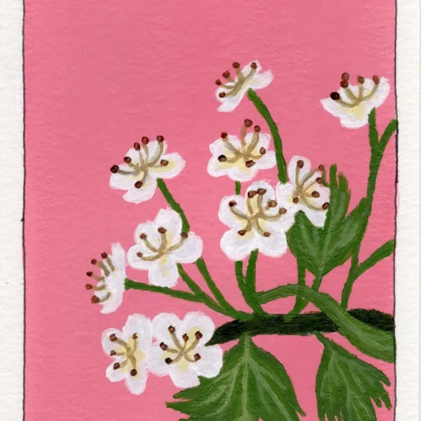 An art print of a Hawthorn