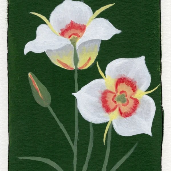 An art print of Sego Lily