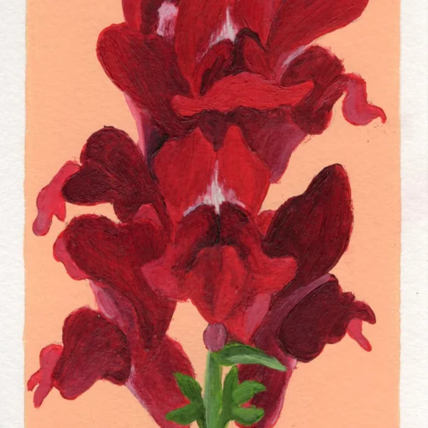 An art print of a Snapdragon flower