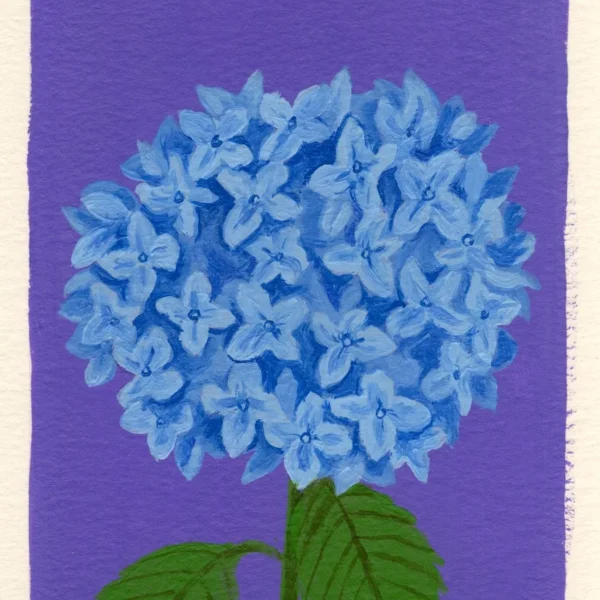 An art print of a Hydrangea
