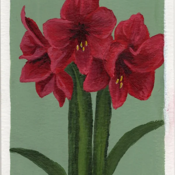 An art print of an Amaryllis
