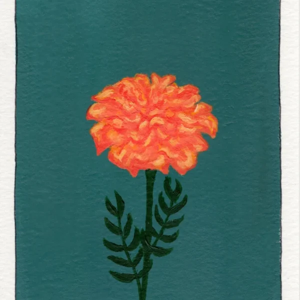 An art print of a Marigold flower