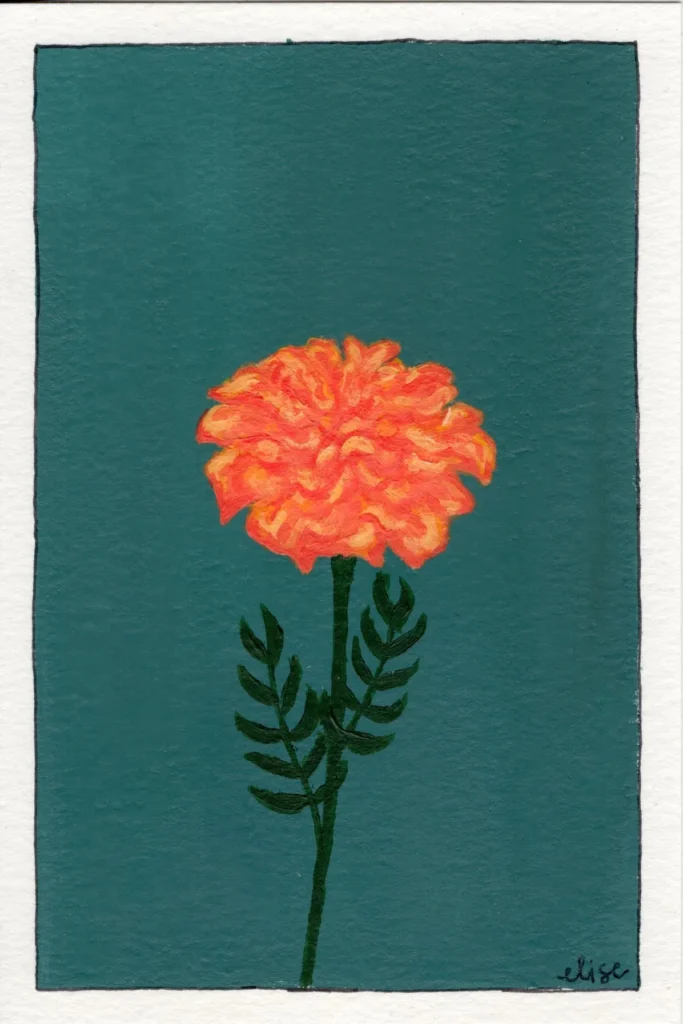 An original botanical art print of a Marigold flower