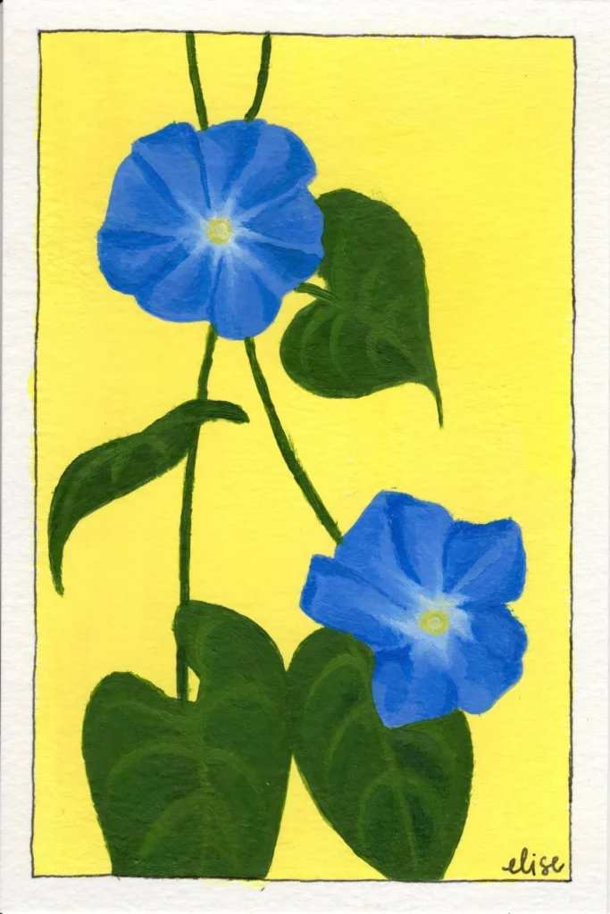 An original botanical art print of a Morning Glory
