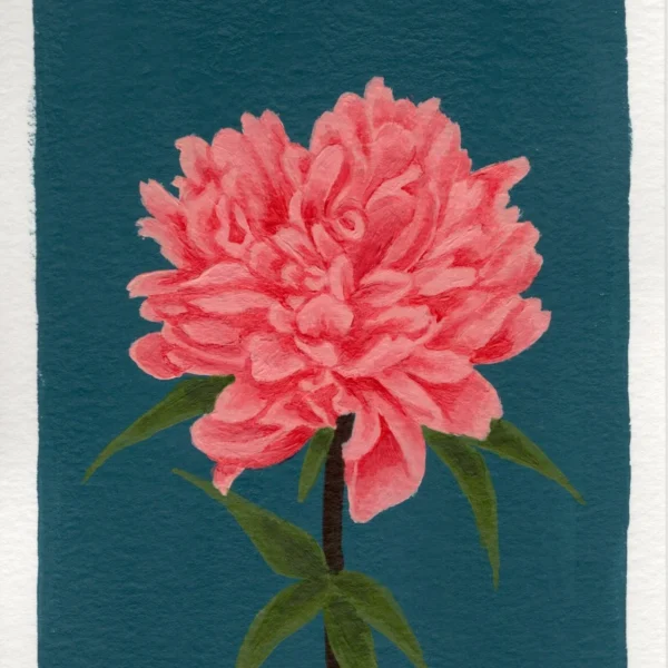An art print of a Peony flower