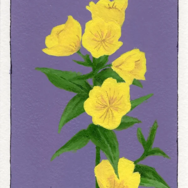 An art print of a Primrose