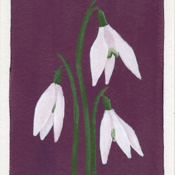 An art print of a Snowdrop
