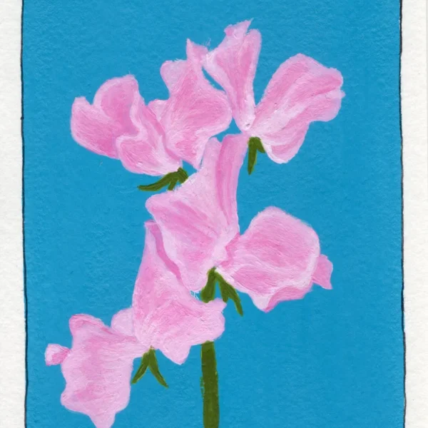 An art print of a Sweet Pea